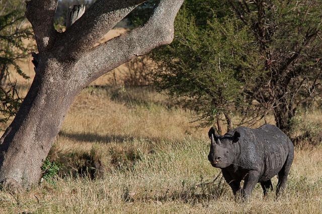 089 Tanzania, N-Serengeti, zwarte neushoorn.jpg